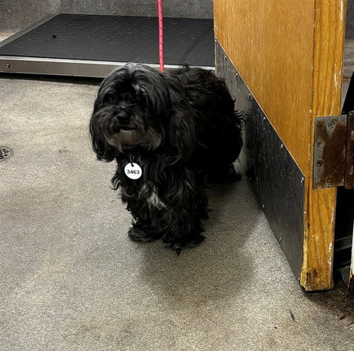 LAILA, a dog for adoption from Prince Georges County Animal Management Division