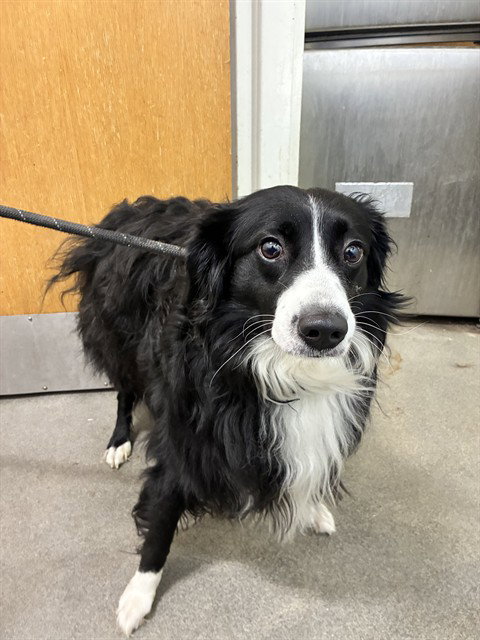 TUX, a dog for adoption from Prince Georges County Animal Management Division