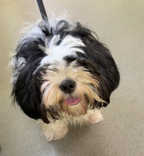 MURPHY, a dog for adoption from Prince Georges County Animal Management Division