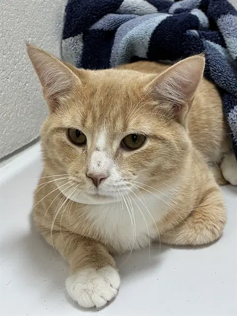 Cheeto - Domestic Short Hair