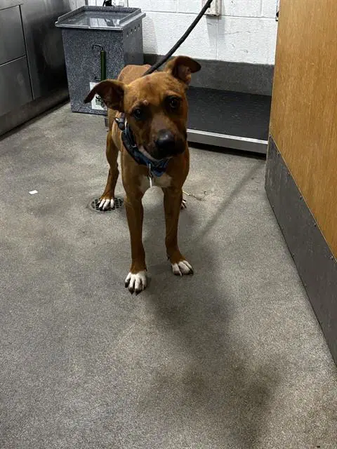 Scout - Pit Bull Terrier