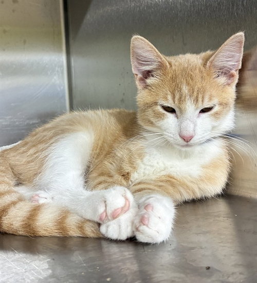 *CHEEZ-IT, a cat for adoption from Prince Georges County Animal Management Division