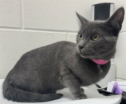 *SASSY, a cat for adoption from Prince Georges County Animal Management Division