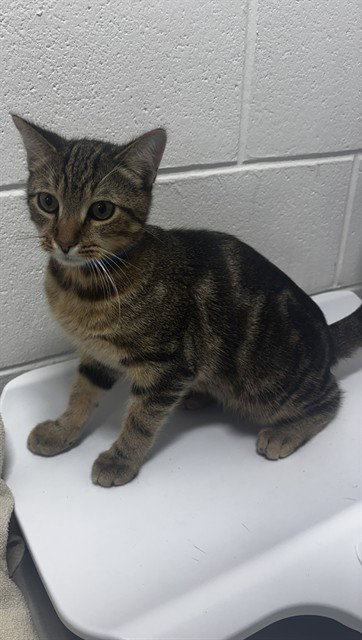 *DANNY, a cat for adoption from Prince Georges County Animal Management Division