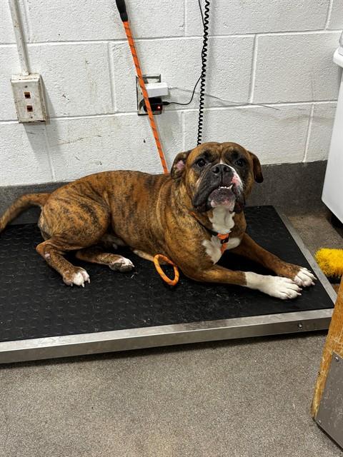 *SADIE, a dog for adoption from Prince Georges County Animal Management Division