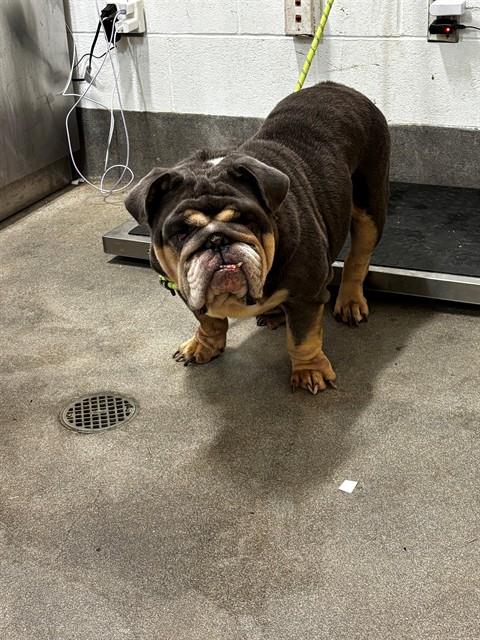 *STELLA, a dog for adoption from Prince Georges County Animal Management Division