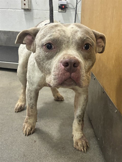 *MARVIN, a dog for adoption from Prince Georges County Animal Management Division