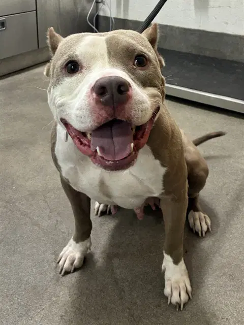 Bella - Pit Bull Terrier