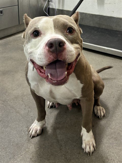 *BELLA, a dog for adoption from Prince Georges County Animal Management Division