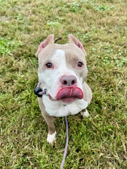 *BELLA