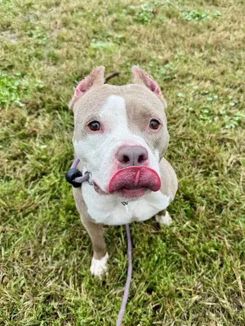 Bella - Pit Bull Terrier
