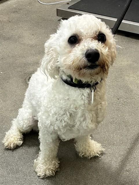 MAX, a dog for adoption from Prince Georges County Animal Management Division