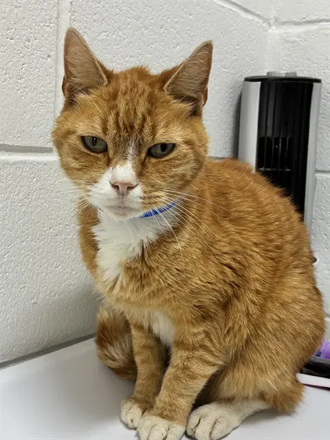 Crom - Domestic Short Hair