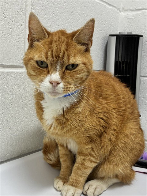 *CROM, a cat for adoption from Prince Georges County Animal Management Division