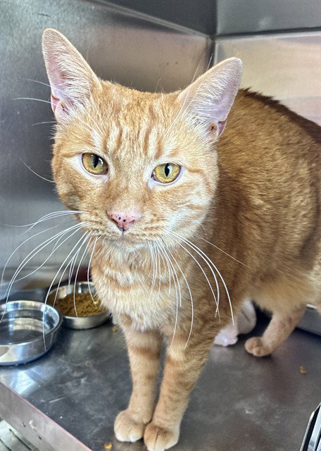 OJ, a cat for adoption from Prince Georges County Animal Management Division