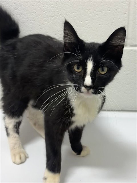 *FLYNN, a cat for adoption from Prince Georges County Animal Management Division