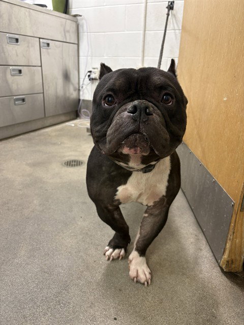 APOLLO, a dog for adoption from Prince Georges County Animal Management Division