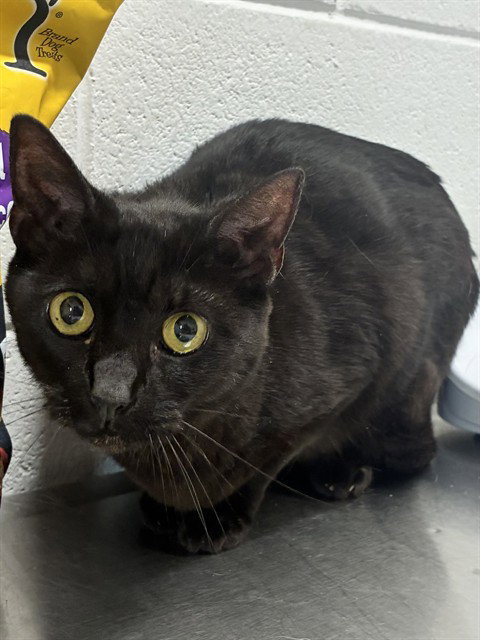 SHILO, a cat for adoption from Prince Georges County Animal Management Division