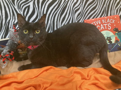 SHILO, a Domestic Short Hair (short coat) cat for adoption in Forestville, MD