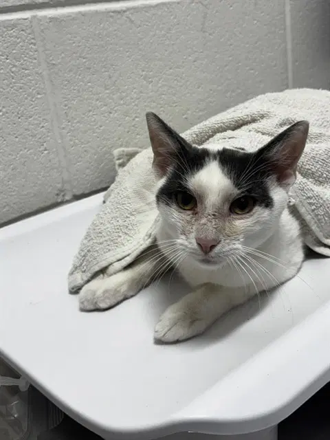 Archangel Jr - Domestic Short Hair
