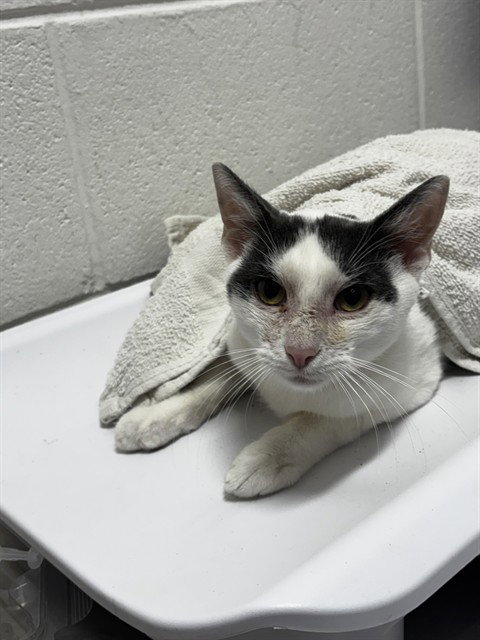 ARCHANGEL, a Domestic Short Hair (short coat) cat for adoption in Forestville, MD