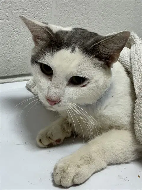 Archangel Sr - Domestic Short Hair