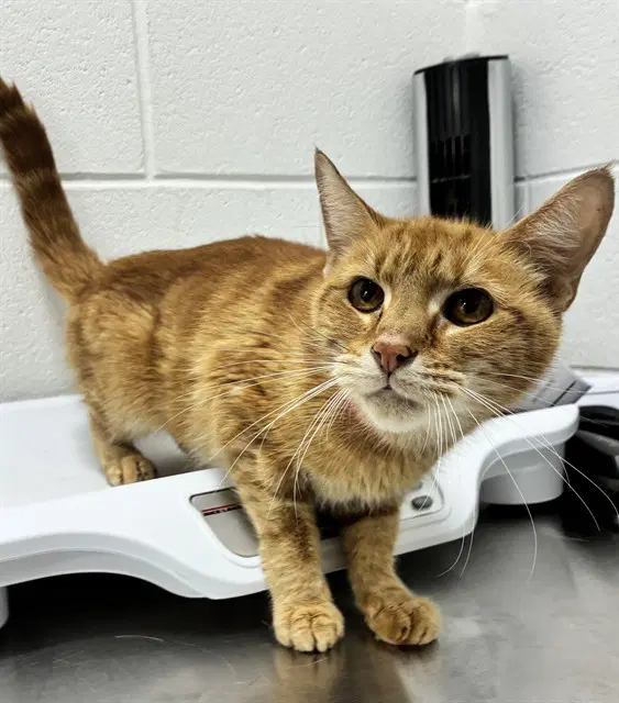 Olivia - Domestic Short Hair