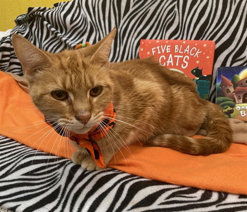 *OLIVIA, a Domestic Short Hair (medium coat) cat for adoption in Forestville, MD