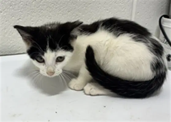 Celie - Domestic Short Hair