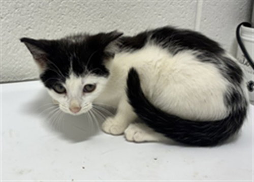 *CELIE, a Domestic Short Hair (short coat) cat for adoption in Forestville, MD