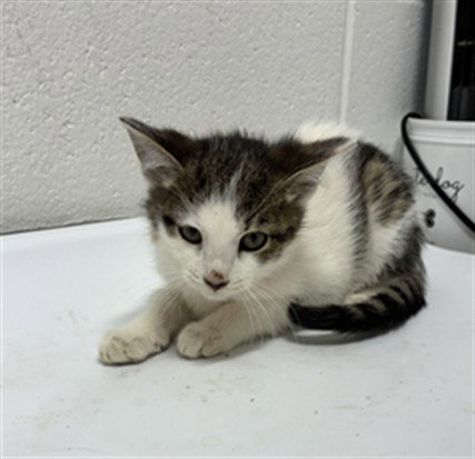 *NETTIE, a Domestic Short Hair (short coat) cat for adoption in Forestville, MD