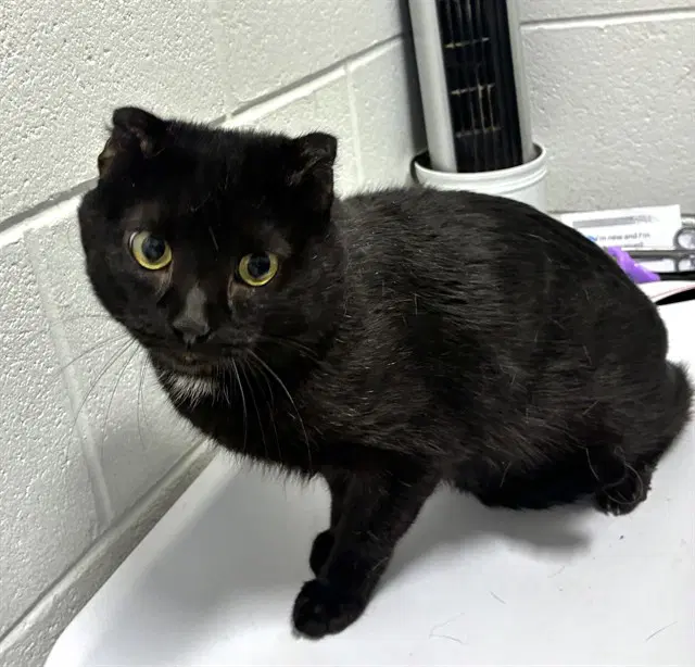 Mark - Domestic Short Hair