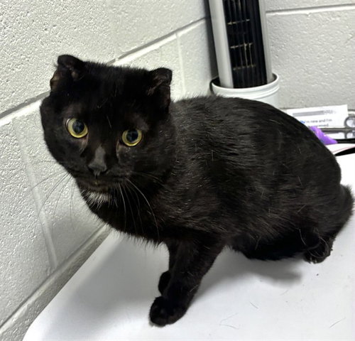 *MARK, a Domestic Short Hair (medium coat) cat for adoption in Forestville, MD