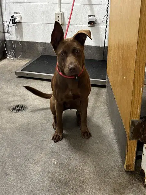 Piper - Australian Kelpie
