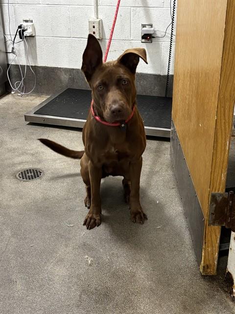 *PIPER, an Australian Kelpie / Mixed (short coat) dog for adoption in Forestville, MD