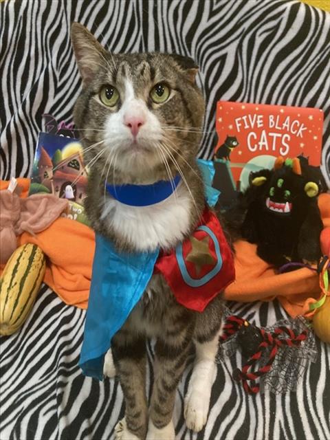 ALTER, a Domestic Short Hair (medium coat) cat for adoption in Forestville, MD