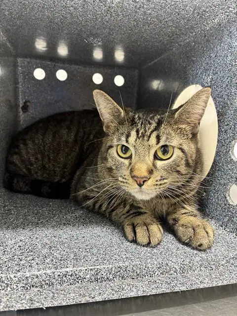 Pawchella - Domestic Short Hair