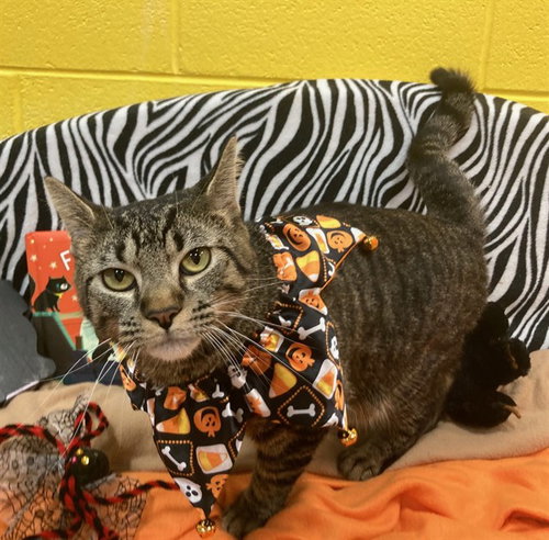 *PAWCHELLA, a Domestic Short Hair (medium coat) cat for adoption in Forestville, MD