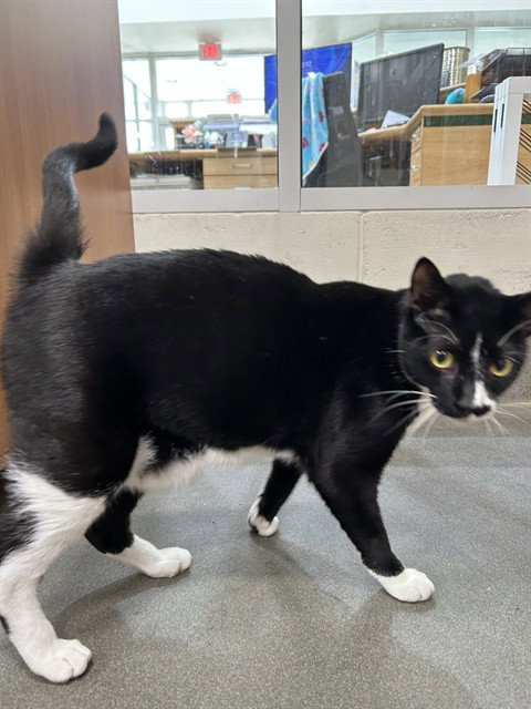 CHASE, a Domestic Short Hair (short coat) cat for adoption in Forestville, MD