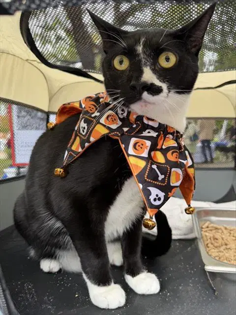 Chase - Domestic Short Hair