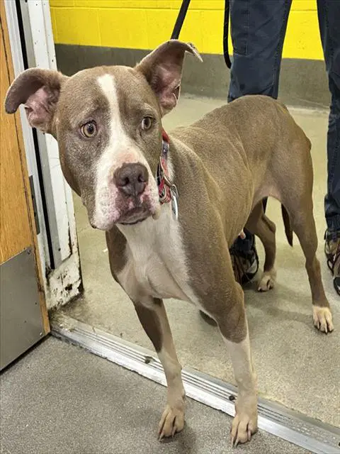 Skylar - Pit Bull Terrier