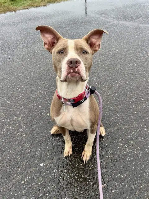 Skylar - Pit Bull Terrier