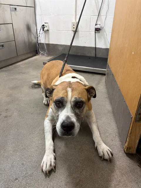 Ira - Pit Bull Terrier