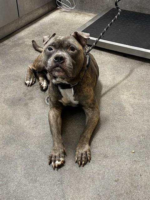 *POPEYE, a Pit Bull Terrier (short coat) dog for adoption in Forestville, MD