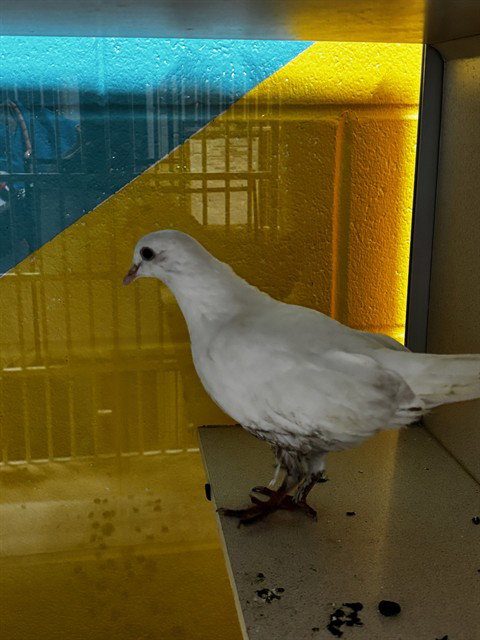 A575286