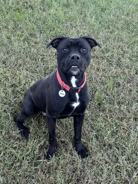 Ludwig - Boxer