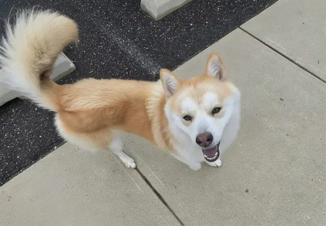 Odie - Siberian Husky
