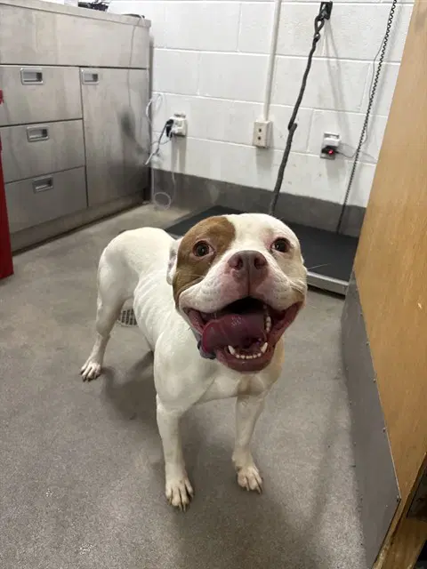 Diamond - American Bulldog