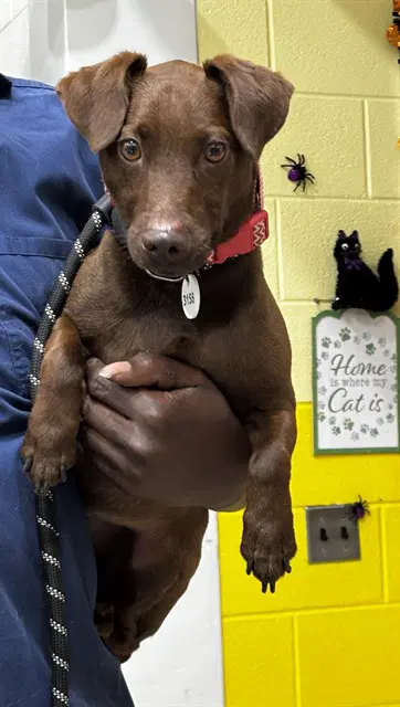 Ice - Miniature Pinscher