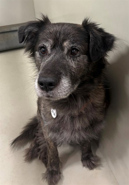 *HONDO, a Catahoula Leopard Dog / Collie / Mixed (medium coat) dog for adoption in Forestville, MD